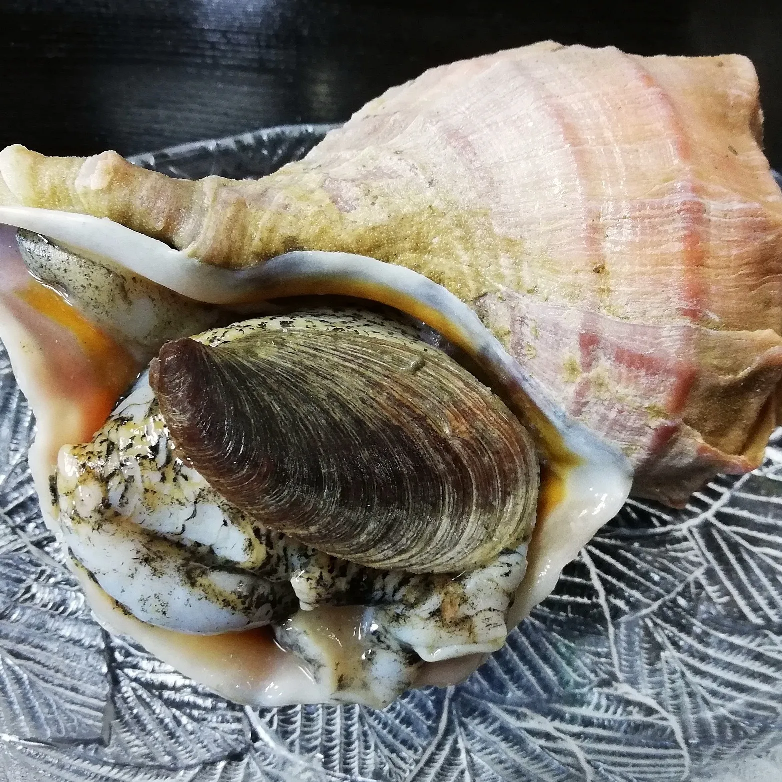 北海道から新鮮なツブ貝が入荷🐚